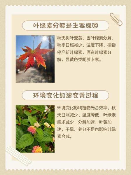 叶子为什么会变黄_叶子变黄了怎么办