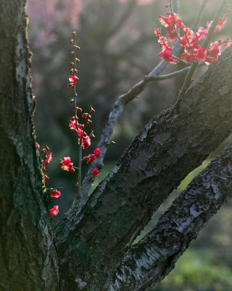 暗香表达的情感是什么_如何运用暗香意象