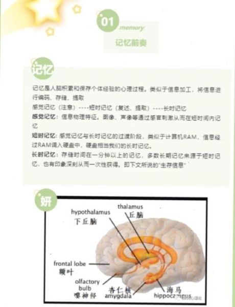 大脑如何记忆_记忆形成机制