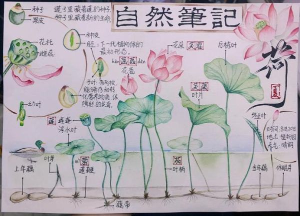 趣味自然百科读书笔记_自然知识怎么记