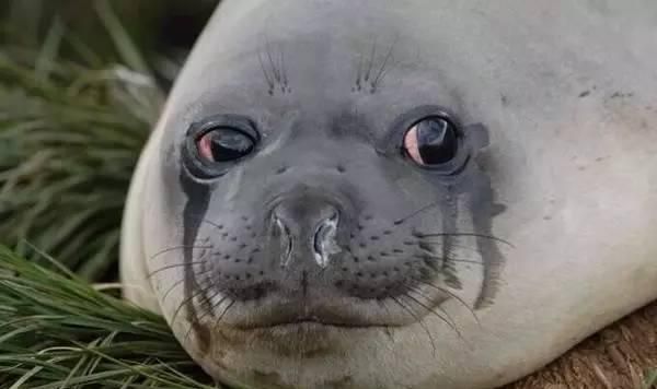 海豹为什么会哭_海豹表达情感的方式