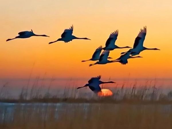 大雁象征什么情感_大雁南飞代表什么