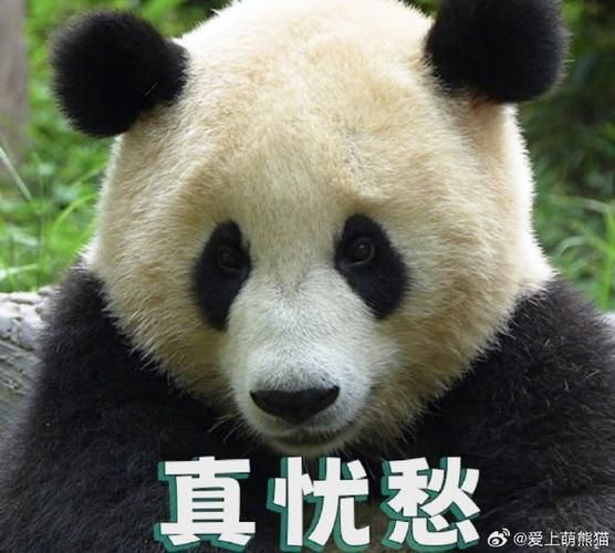 熊猫为什么能表达情绪_熊猫情绪表达方式有哪些