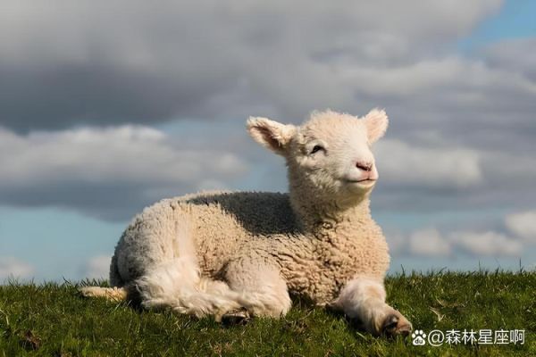 羊为什么咩咩叫_羊如何表达情感