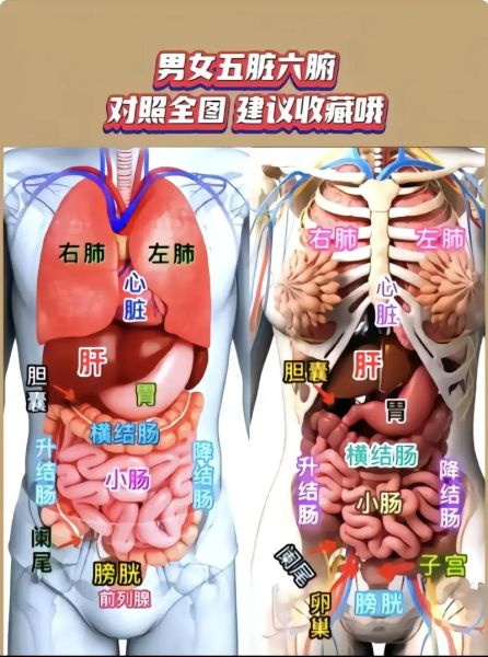 人体器官分布图_人体器官功能详解