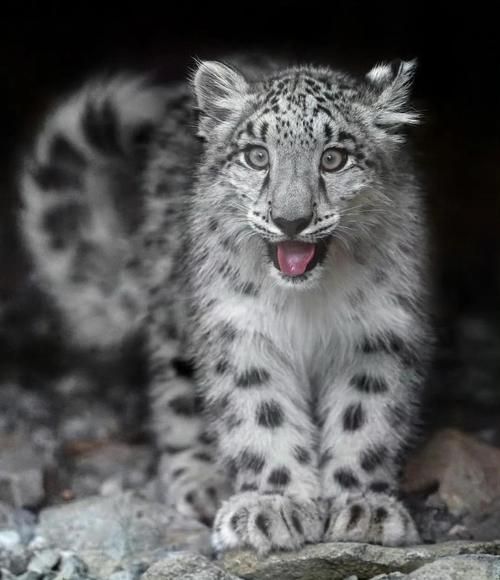 雪豹如何表达情感_雪豹情绪信号有哪些