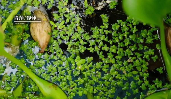 浮萍表达情感_浮萍意象含义