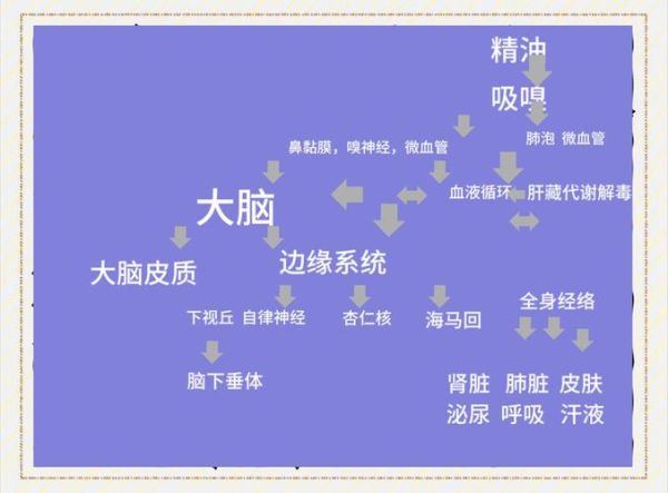 气味为什么能影响情绪_如何利用香味提升工作效率