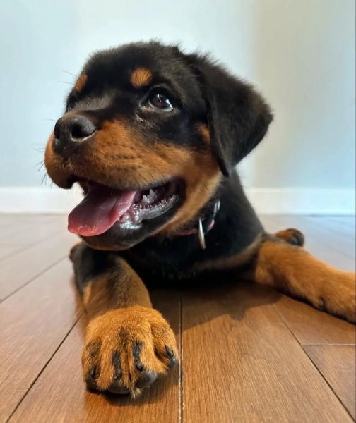 罗威纳情感表达_如何读懂罗威纳情绪