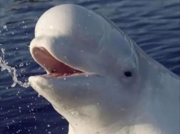 白鲸为什么会哭_白鲸哭泣代表什么