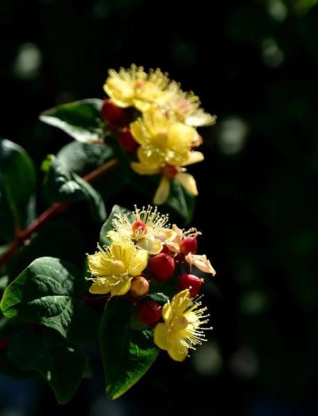 浆果的花语是什么_浆果代表什么情感