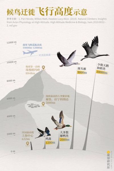 候鸟为什么迁徙_候鸟迁徙路线