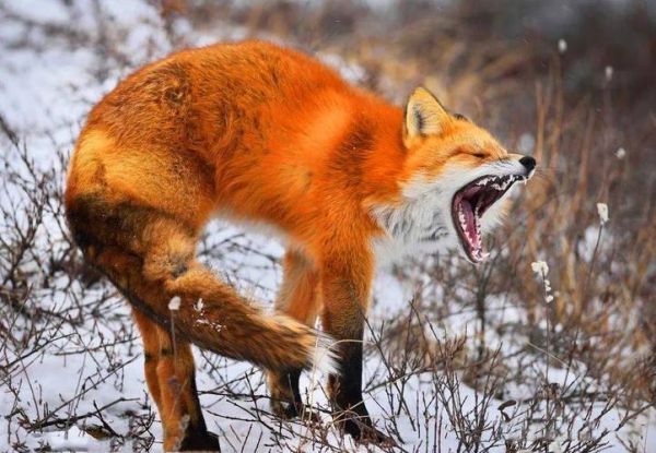 狐狸如何表达情感_狐狸的肢体语言有哪些