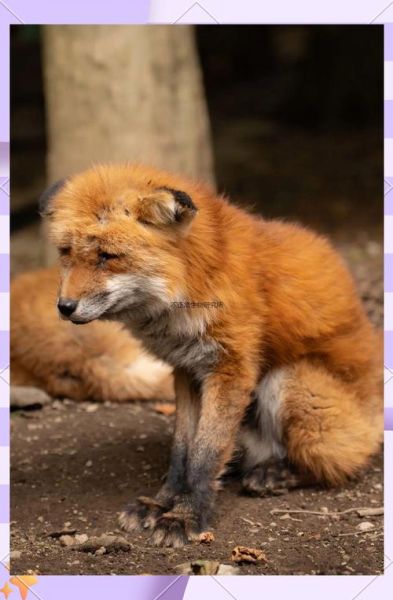 狐狸如何表达情感_狐狸的肢体语言有哪些