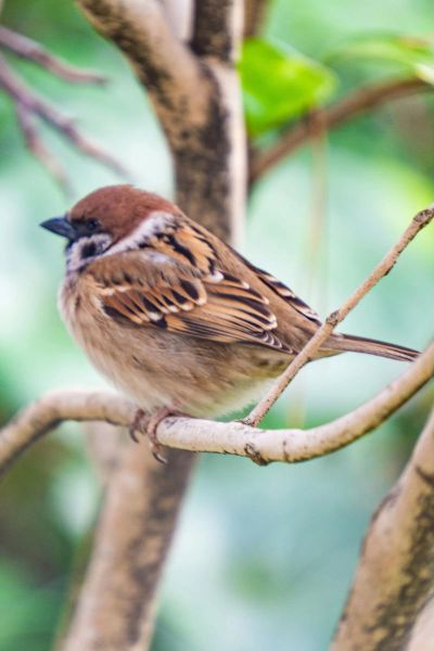 麻雀为什么叫个不停_麻雀表达情感的方式