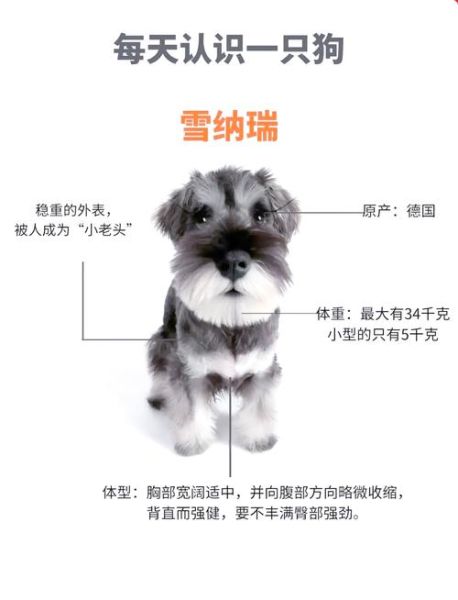 雪纳瑞摇尾巴什么意思_雪纳瑞怎么表达开心