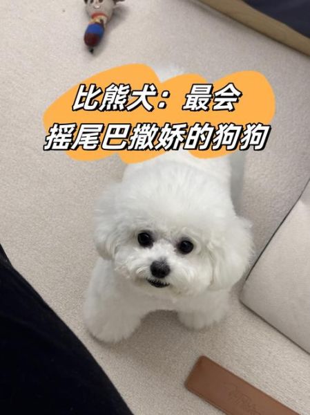 比熊犬摇尾巴什么意思_比熊犬开心表现有哪些