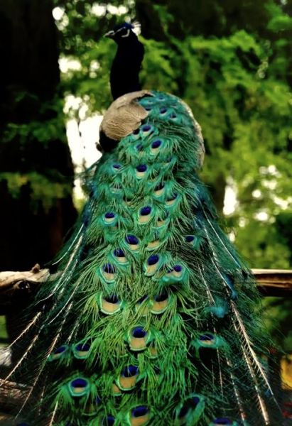 孔雀开屏是求偶还是示威_孔雀情感表达全解析