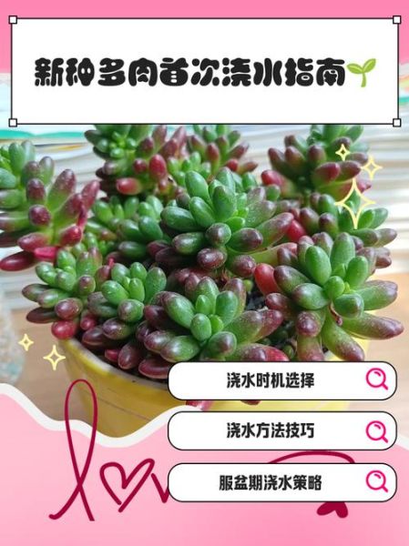 多肉植物多久浇一次水_多肉植物浇水正确方法