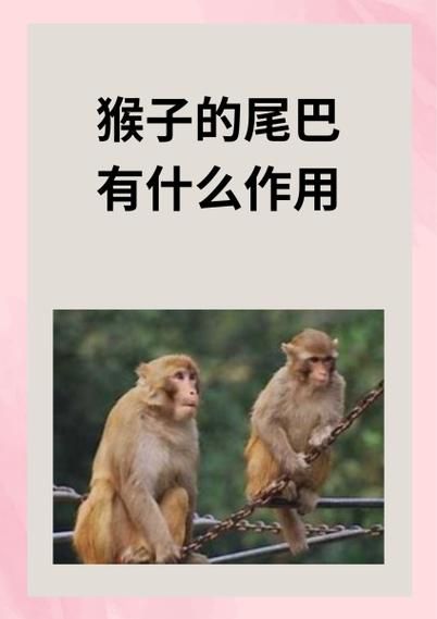 猴子情感表达故事_猴子如何表达情绪