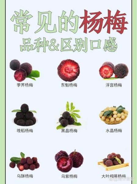 杨梅怎么表达情感_杨梅代表什么爱情含义