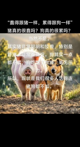猪会表达情绪吗_狗如何表达情感