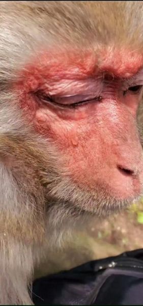 猴子会哭吗_猴子如何表达情感