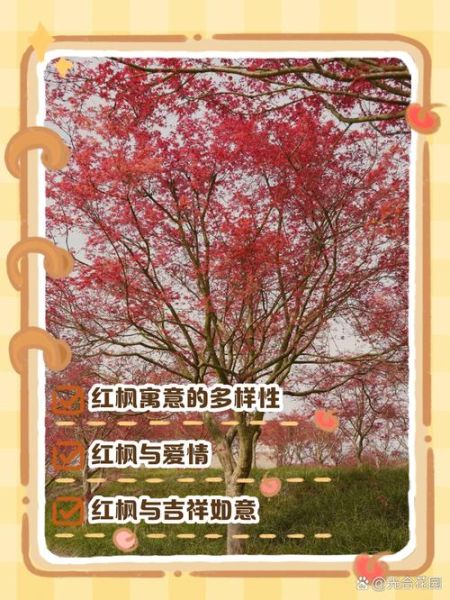 红枫的花语是什么_红枫适合送什么人