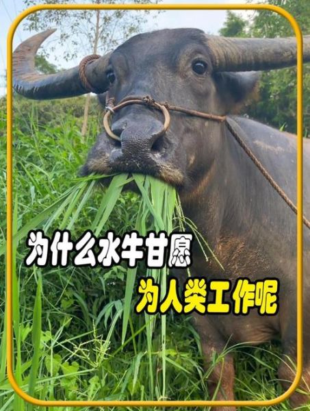 水牛为什么会对主人产生情感_水牛如何表达情感