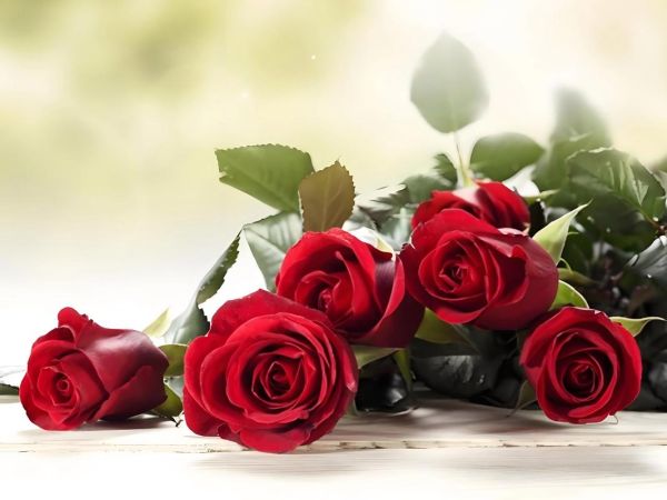 什么花代表爱情_送花表达爱意的正确方式