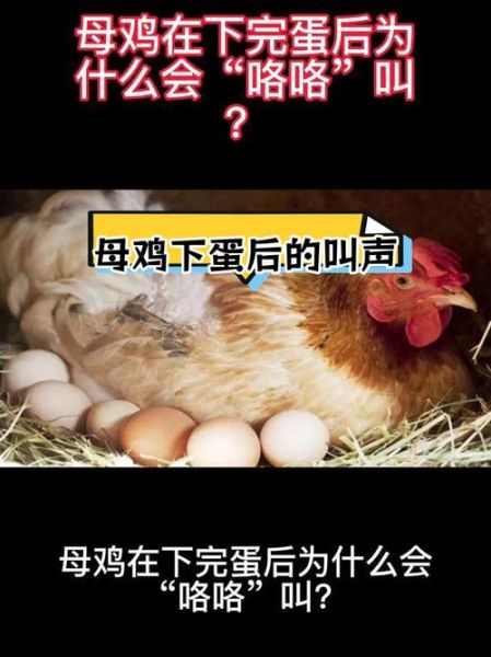 母鸡咯咯叫是开心还是生气_母鸡咯咯叫代表什么情绪