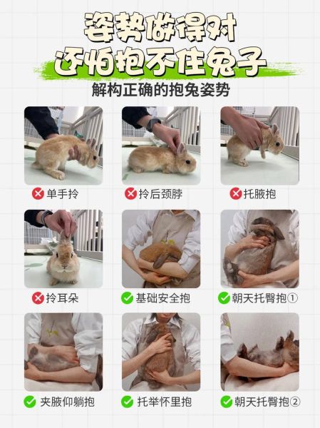 兔子怎么养_新手养兔注意事项