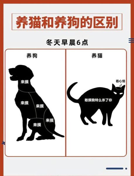 猫狗表达情感的方式有哪些_猫狗情绪识别技巧