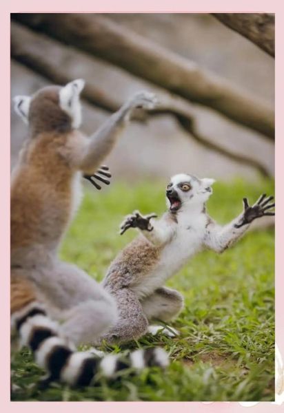 狐猴怎么表达情感_狐猴情绪信号有哪些