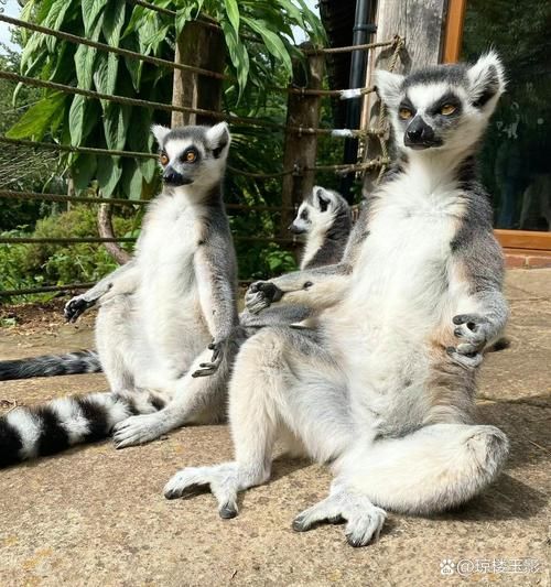 狐猴怎么表达情感_狐猴情绪信号有哪些