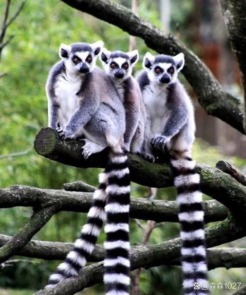 狐猴怎么表达情感_狐猴情绪信号有哪些