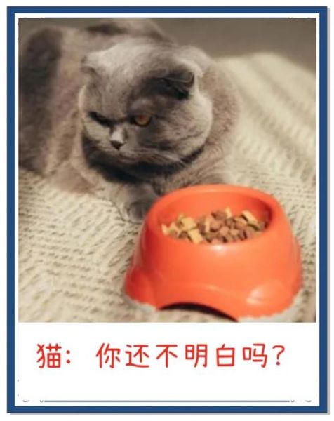 猫咪为什么突然不理人_如何挽回猫咪的信任