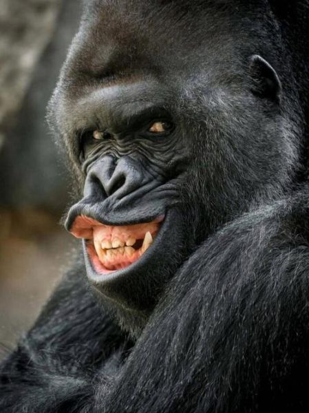 猩猩怎么表达情绪_猩猩的情感表达方式