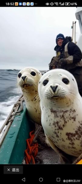 海豹怎么表达情感_海豹情感表达视频怎么看