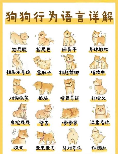 小狗表达情感的方式_狗狗情绪识别技巧
