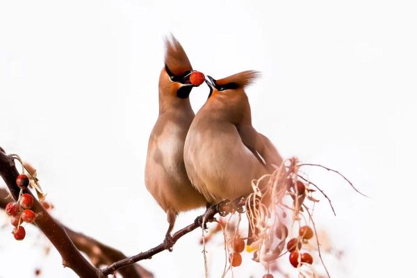 鸟儿如何表达情感_鸟类情感行为有哪些