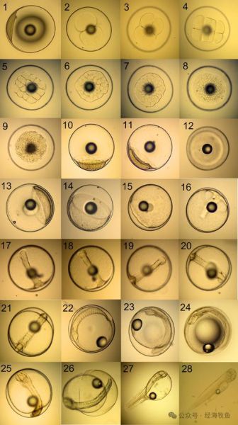 水生动物百科读书笔记_如何快速掌握水生动物分类