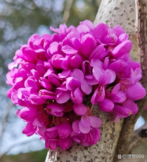 花团锦簇表达什么情感_花团锦簇的寓意是什么