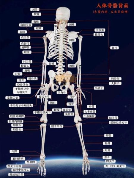 人体有多少块骨头_骨头会再生吗