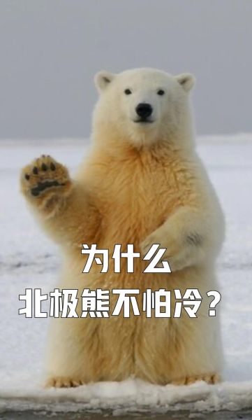 为什么北极熊不怕冷_北极熊的毛发结构是什么