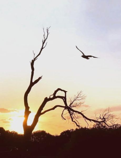 昏鸦表达什么情感_昏鸦意象的深层含义