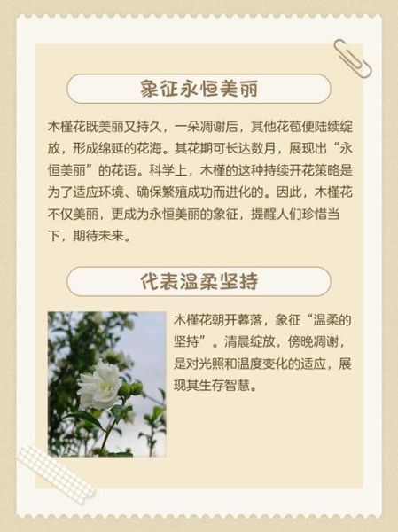 木槿读书是什么_木槿读书怎么样