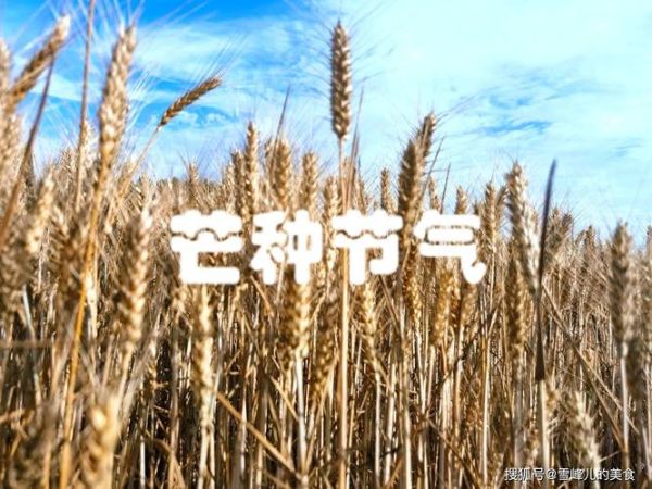 芒种表达什么情感_芒种节气如何抒发情感