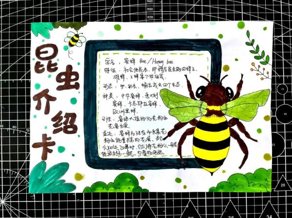 昆虫百科全书适合几岁孩子阅读_如何制作昆虫读书卡