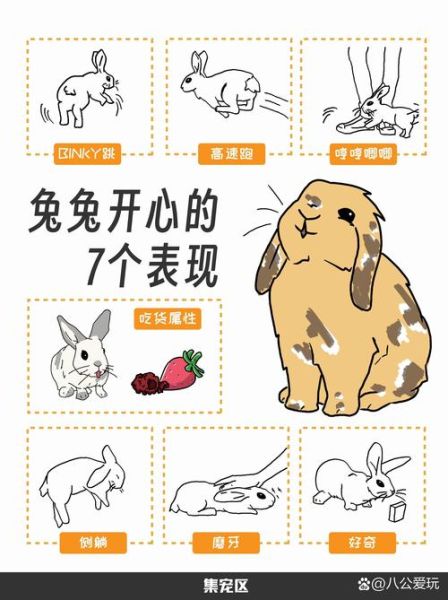 兔子开心时有什么表现_兔子难过怎么安慰